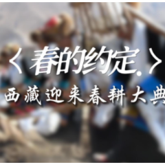 春的约定 西藏迎来春耕大典