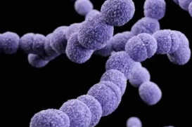 正在日本蔓延的“食人菌”感染症是什么