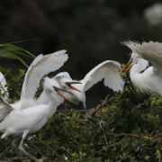 守护候鸟迁飞,中国的候鸟栖息地再次列入世界自然遗产