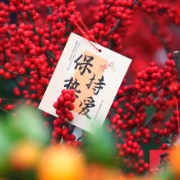 春节临近“年宵花”热销！品种“上新”年味渐浓