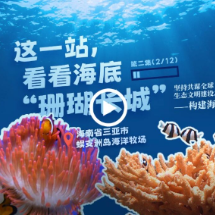 幸会中国 | 守护珊瑚之美，共筑“海洋命运共同体”