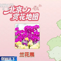 精准控制温度光照 看科技如何给年宵花“调生物钟”