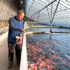 新春走基层·驻村调研看产业 丨东北小村的观赏鱼“游”向全国啦!
