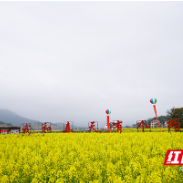 赏万亩油菜花海 品千年茶乡文化 茶陵第七届油菜花节开幕