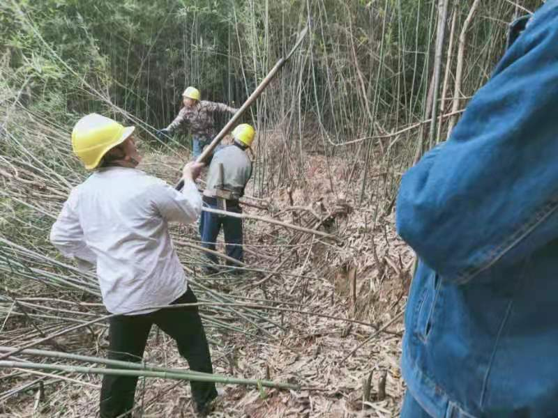 国网茶陵供电公司：利齿啃下硬骨头，打造线路“安全通道”