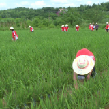 150名中学生下田除草体验劳作艰辛