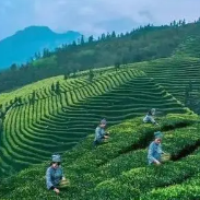 株洲市茶产业综合产值近50亿元