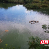 炎陵县水口镇：“河长制 ”绘出“水清岸绿”美丽生态画卷