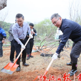 曹慧泉陈恢清等市领导义务植树