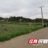 渌口区：打造藠头产业 带富一方百姓