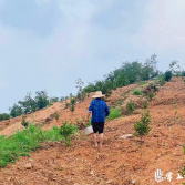 凤仙花“飞入”南洲忆油茶基地