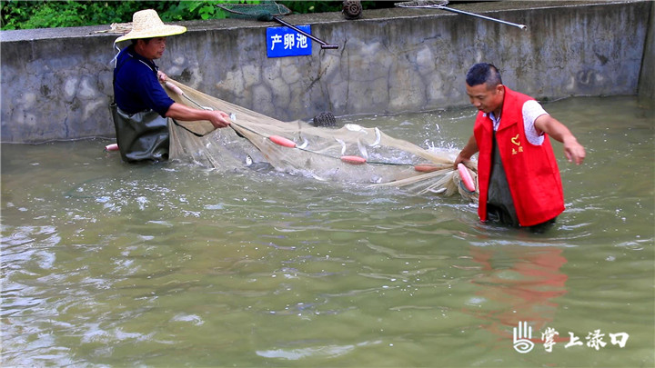 渌口区人工增殖放流400万尾鱼苗进入湘江