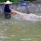 渌口区人工增殖放流400万尾鱼苗进入湘江