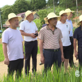 中国工程院院士柏连阳一行来渌口区考察粮食生产工作