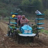 茶陵：机械化移栽油菜 1亩只需20分钟