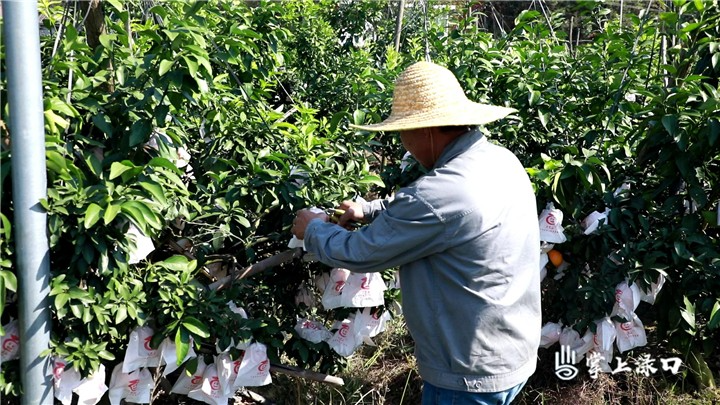 渌口区朱亭镇600亩红美人熟啦（图）