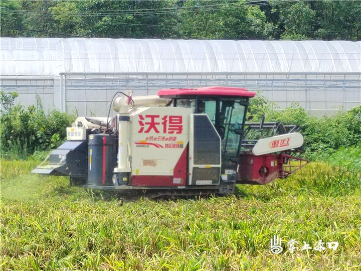 渌口区：风吹稻浪香 农户乐开怀