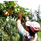 渌口区苹果蜜梨喜迎丰收 甜蜜上市