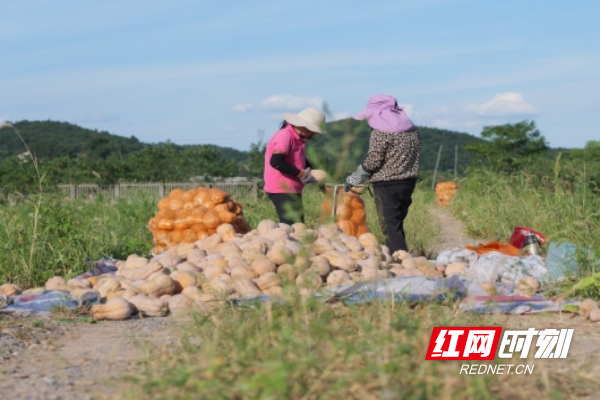 株洲市荷塘区：万象“耕”新 全力以“复”