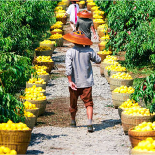 炎陵县加快衔接资金支出促进乡村振兴