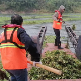 清剿“水上绿魔” 株洲全力守护江河清波
