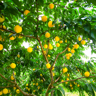 炎陵:擦亮城市名片 提升山城颜值