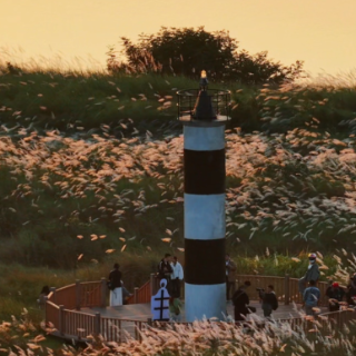 视频︱初冬挽洲岛:风摇芦花,藏着株洲最后的秋韵