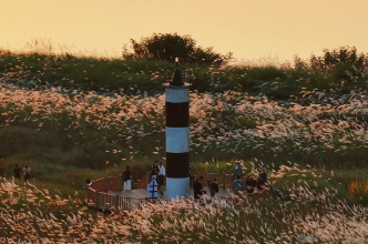视频︱初冬挽洲岛：风摇芦花，藏着株洲最后的秋韵