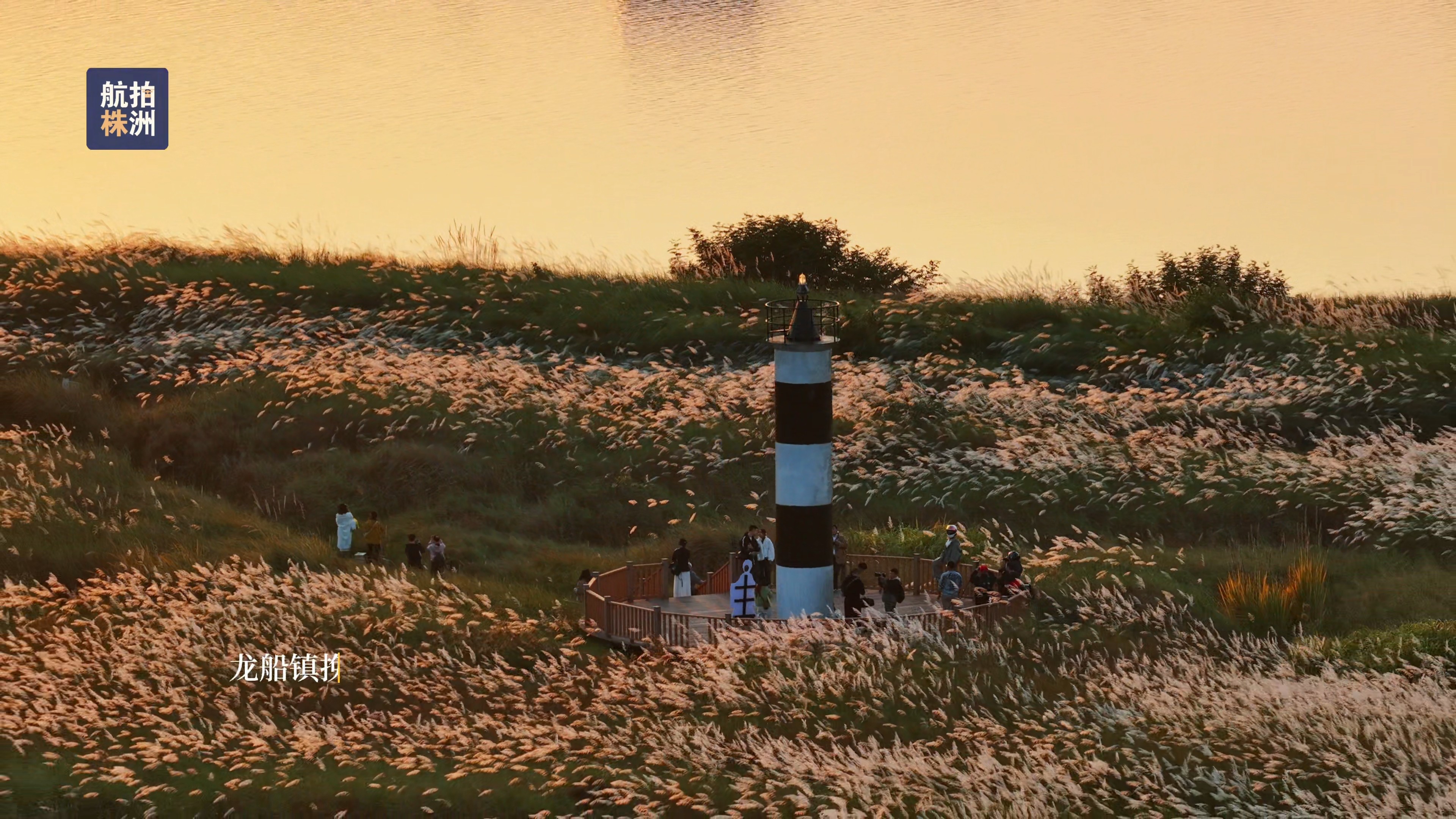 风摇芦花,藏着株洲最后的秋韵