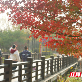晴暖末班车!株洲神农湖彩叶美景别错过