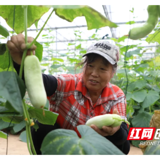 渌口区：引育亚热带特色水果 铺就乡村振兴致富路