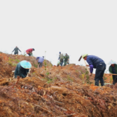 茶陵县：油茶移栽正当时 苗木基地销售旺