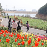 茶陵县：阳春三月百花艳 赏花踏青正当时