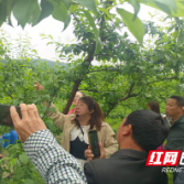炎陵县举办黄桃产业发展带头人培训