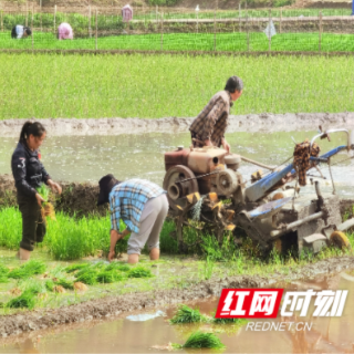 炎陵县十都镇：科技赋能农耕 绘就美丽乡村新画卷