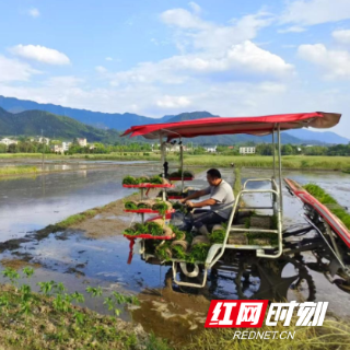 炎陵县霞阳镇：“耕”新聚力护粮仓 筑牢粮食安全“压舱石”