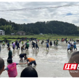 炎陵县：“我们的节日•端午”画卷 勾勒传统节日新韵