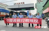 炎陵县多部门联合广州白云区市场监督管理局开展炎陵黄桃跨省协同打假维权行动