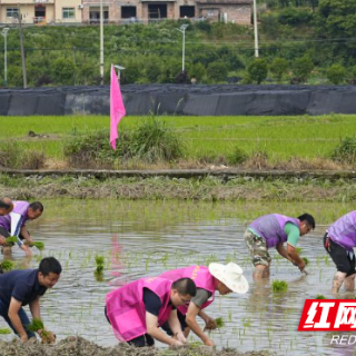 炎陵县沔渡镇举办客家农耕文化活动