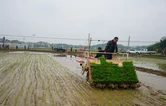 株洲：全力支撑粮食稳产增产