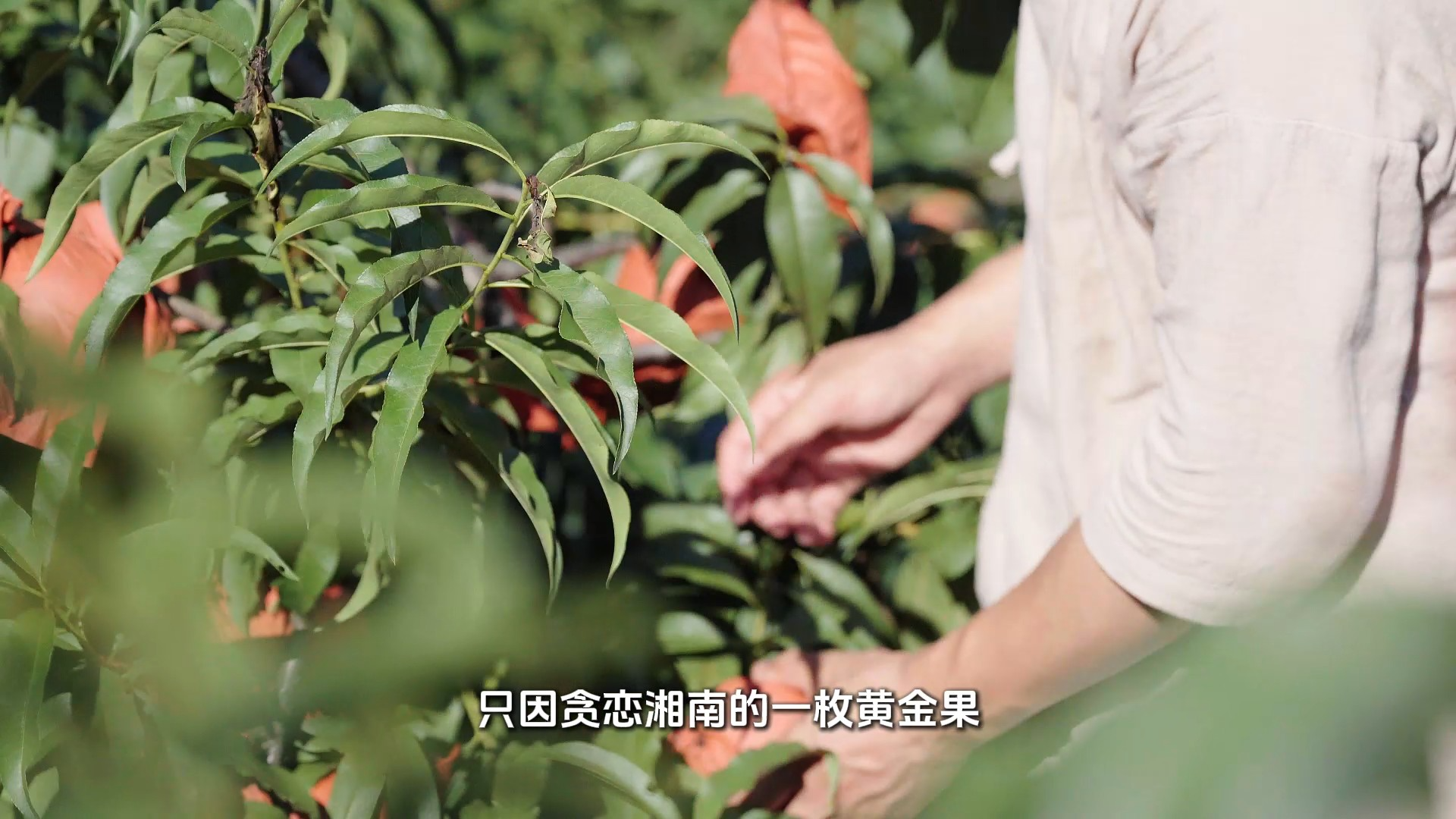 视频丨直播助力炎陵黄桃畅销