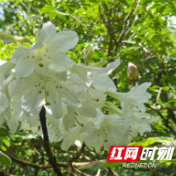 濒危物种小溪洞杜鹃现身炎陵县桃源洞自然保护区