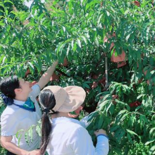 炎陵黄桃“甜蜜”出村记