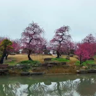 视频丨炎帝陵梅花凌寒盛放