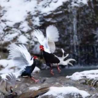 组图丨雪落炎陵白鹇谷 珍禽嬉戏绘画卷