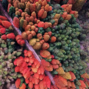 炎陵县再获“美丽中国·深呼吸小城”美誉‌