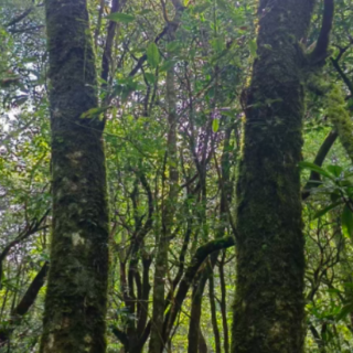 炎陵县青石冈国有林场“小叶青冈”母树林种子通过省级良种审定