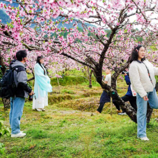 春满炎陵，十万亩桃花邀君来——2026年炎陵桃花赏花游活动启幕
