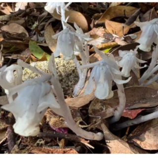 “花中玉女”与云锦杜鹃同争春 炎陵再现“冥界之花”