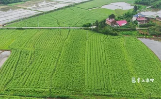 日产3吨！渌口区龙门镇清塘村300亩水芹持续热销
